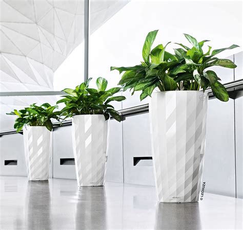 white modern plant pot